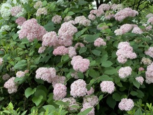 IMG_0111