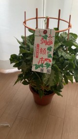 IMG_4988 IMG_4988