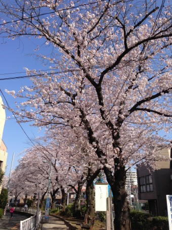 都立大学桜