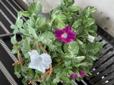 IMG_5038 IMG_5038