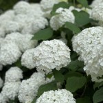 IMG_E0112