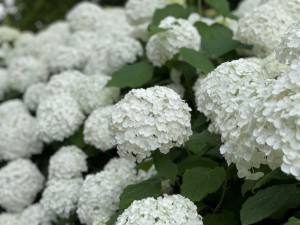 IMG_E0112